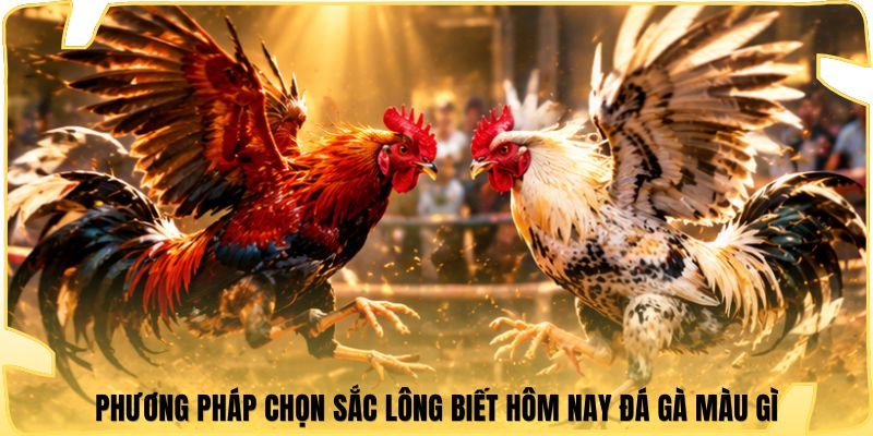 Phương pháp chọn sắc lông biết hôm nay đá gà màu gì